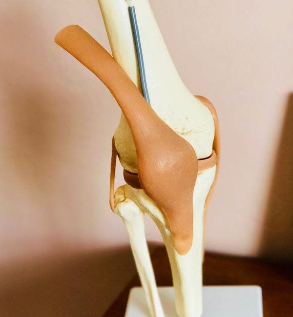 A model of a human knee.